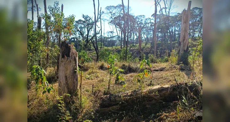 Homem é autuado em R$ 1,4 milhão por danos ambientais no Paraná