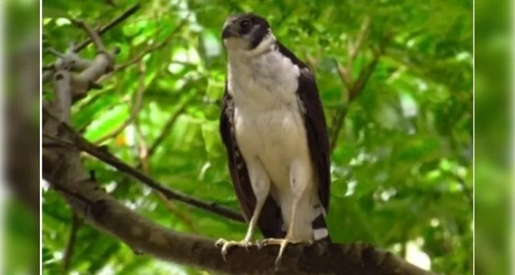 Com a boa recuperação, o falcão está sendo reabilitado para ser devolvido ao seu ambiente natural, que é a floresta.