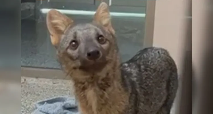 Agora, recuperado, o cachorro-do-mato está sendo reabilitado para ser devolvido ao seu ambiente natural.