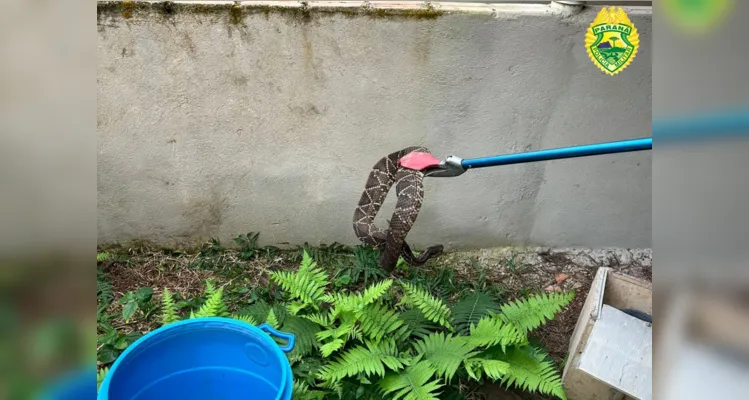 Cobras venenosas são mantidas em cativeiro em Itaiacoca