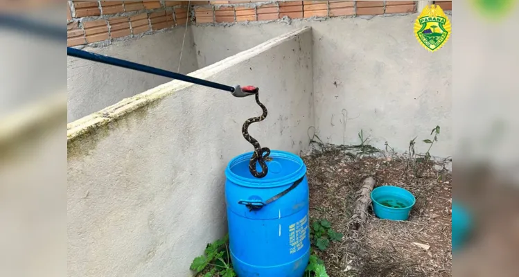 Cobras venenosas são mantidas em cativeiro em Itaiacoca