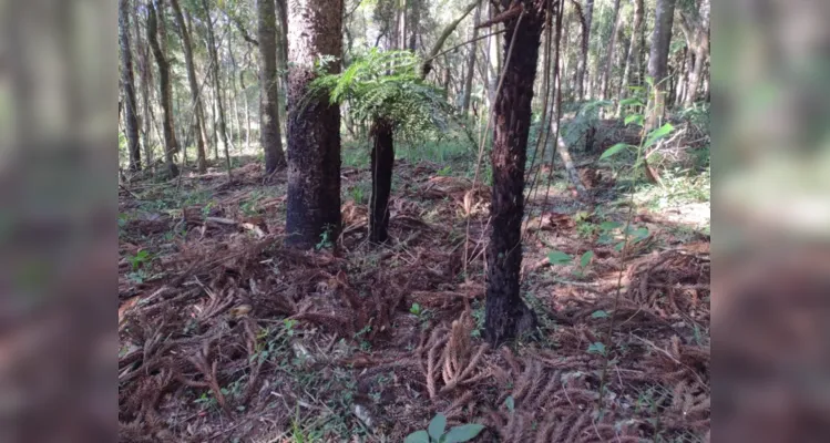 Dono de propriedade rural é multado em R$ 380 mil no PR