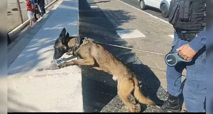 As drogas foram entregues pela equipe na delegacia