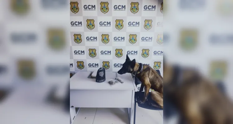 Cachorro Bolt encontra crack e maconha na região central de PG