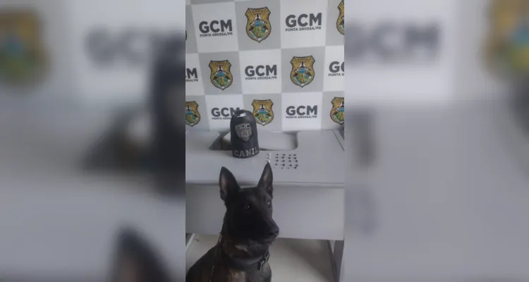 Cachorro Bolt encontra crack e maconha na região central de PG