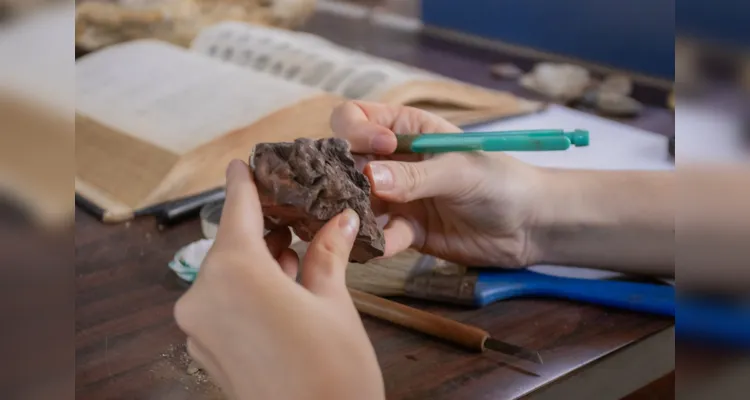 Parte do acervo coletado pelo Grupo Palaios e o Laboratório de Paleontologia está em exposição do Museu de Ciências Naturais da UEPG (MCN)