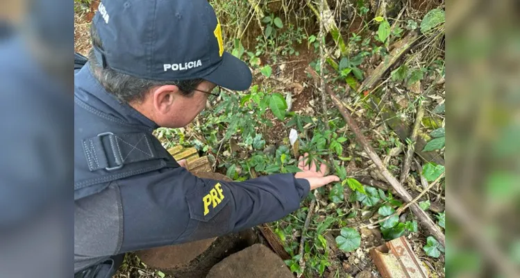 Todas as sementes foram coletadas em sistema de mutirão nas próprias áreas da reforma agrária.