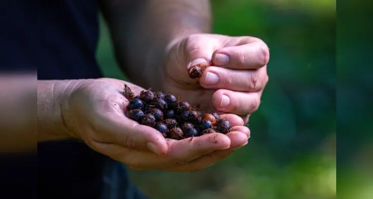 Todas as sementes foram coletadas em sistema de mutirão nas próprias áreas da reforma agrária.