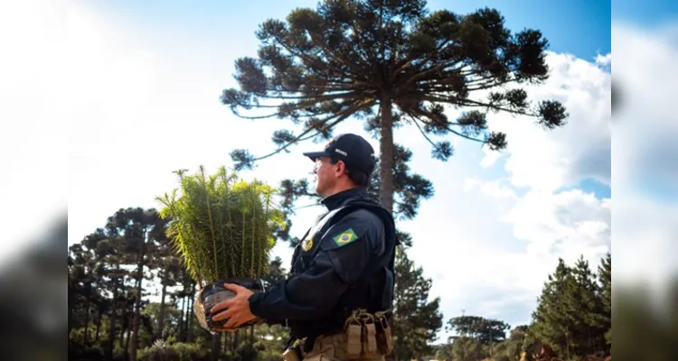 Todas as sementes foram coletadas em sistema de mutirão nas próprias áreas da reforma agrária.