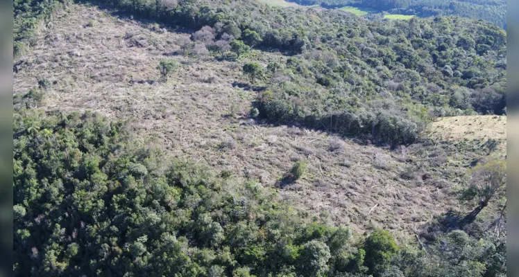 Proprietário ainda vai responder criminalmente pelos danos.