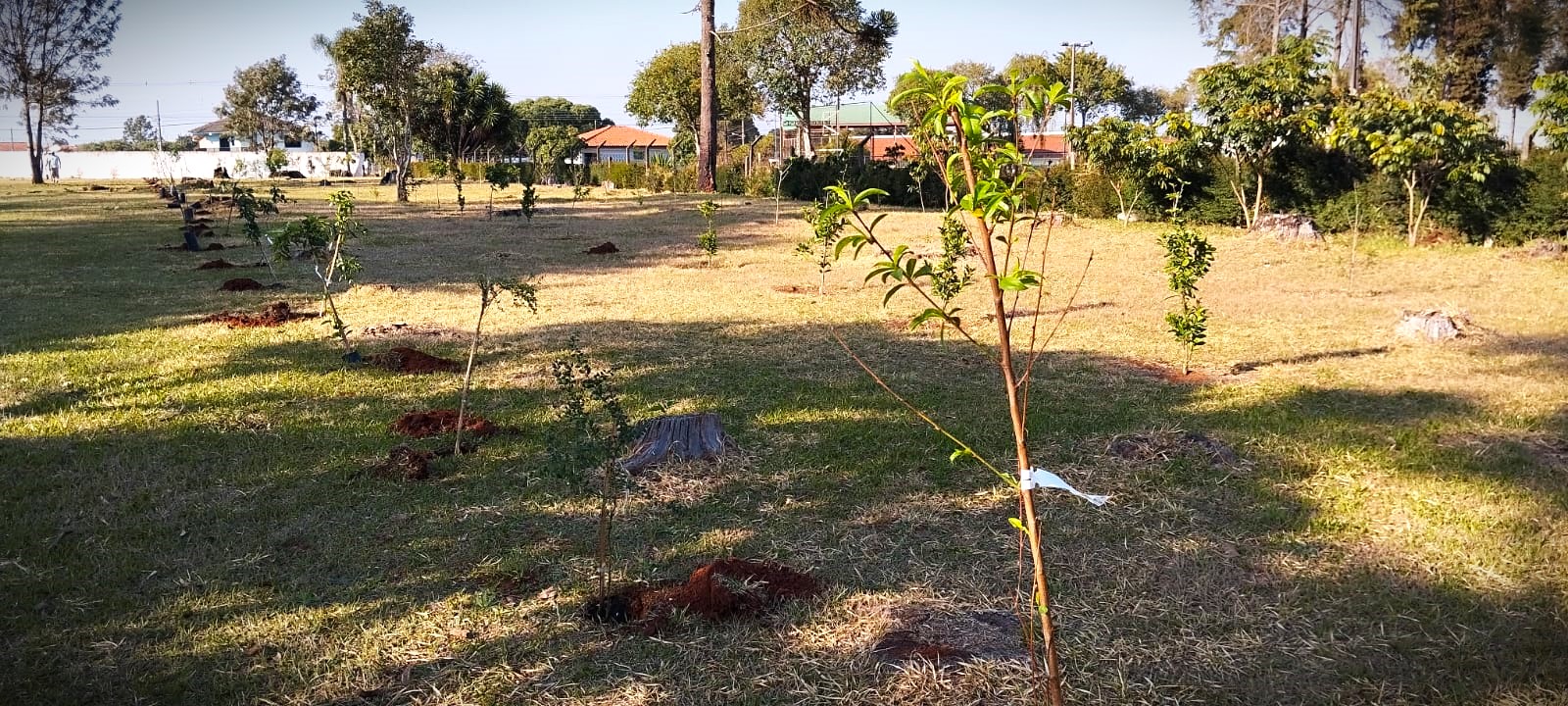 Expo&Flor plantou mais de 200 mudas árvores em Ponta Grossa