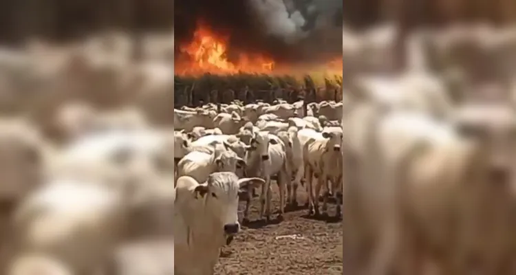 Foco de incêndio atinge campo próximo a bois em Ribeirão Preto - SP.