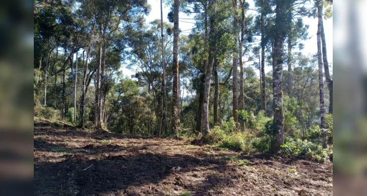 Polícia Ambiental realizou operação em União da Vitória |