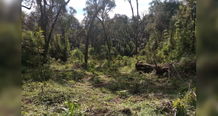 Polícia Ambiental realizou operação em União da Vitória |