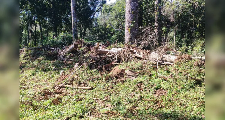 Dois proprietários são multados por danos em vegetação nativa