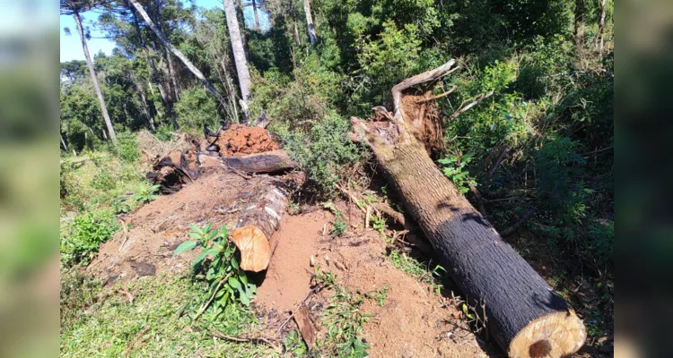 Dois proprietários são multados por danos em vegetação nativa