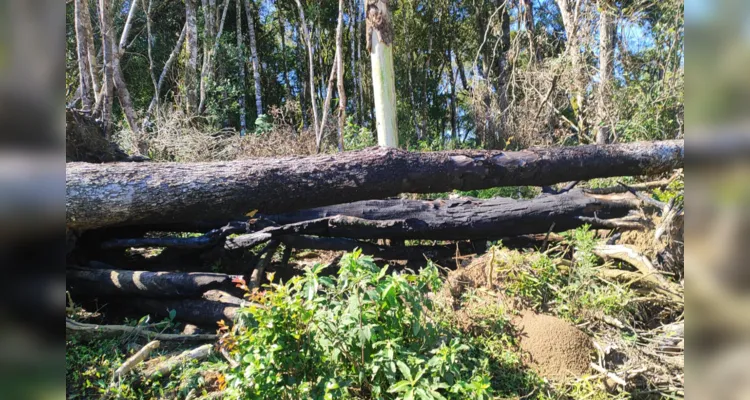 Dois proprietários são multados por danos em vegetação nativa