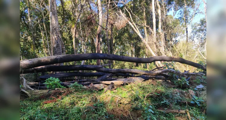 Dois proprietários são multados por danos em vegetação nativa