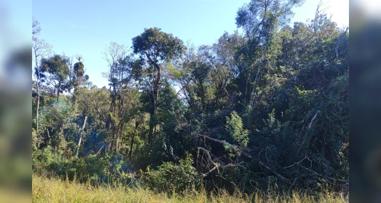 Dois proprietários são multados por danos em vegetação nativa