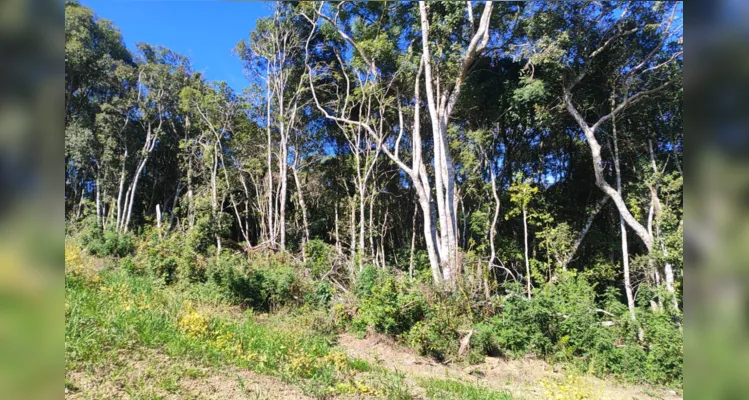 Dois proprietários são multados por danos em vegetação nativa