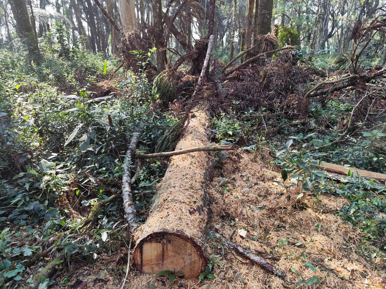 Foram cortadas 18 araucárias, espécie protegida por lei.