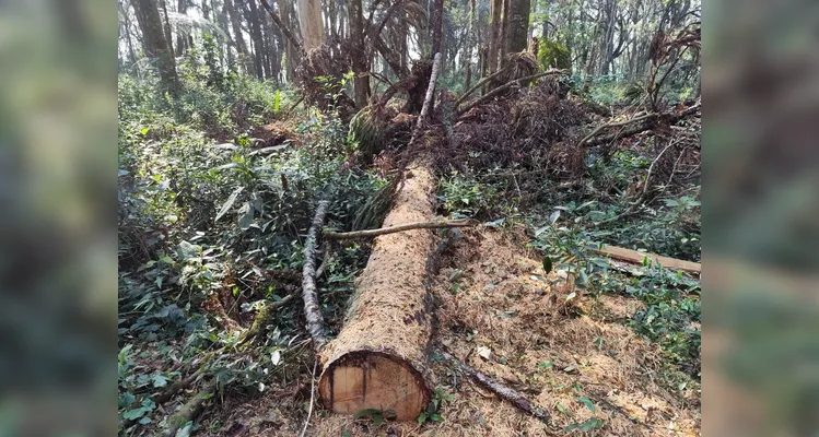 Foram cortadas 18 araucárias, espécie protegida por lei.