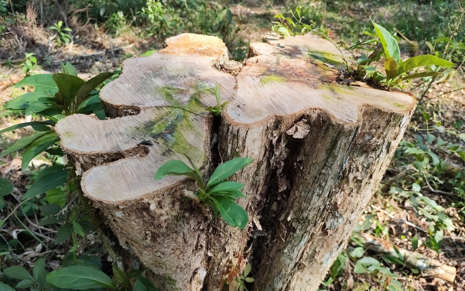 Foram cortadas 18 araucárias, espécie protegida por lei.