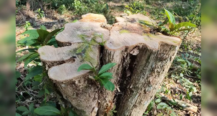 Foram cortadas 18 araucárias, espécie protegida por lei.