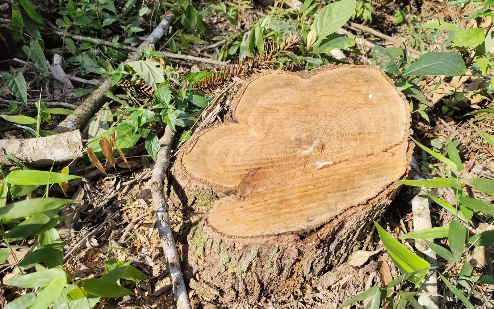 Foram cortadas 18 araucárias, espécie protegida por lei.