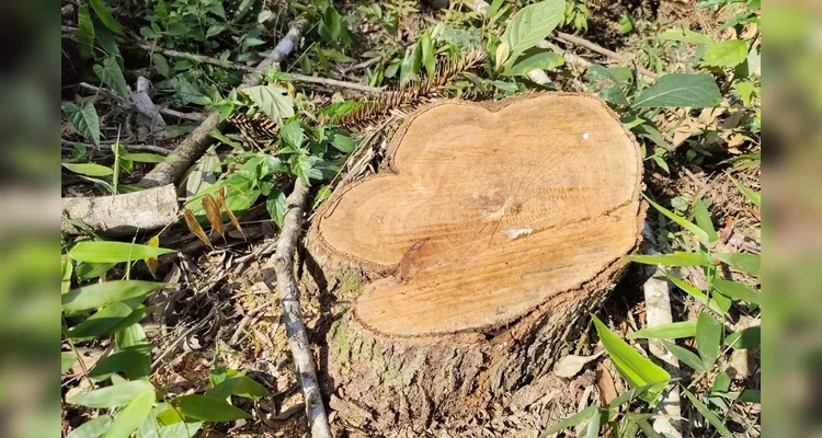 Foram cortadas 18 araucárias, espécie protegida por lei.