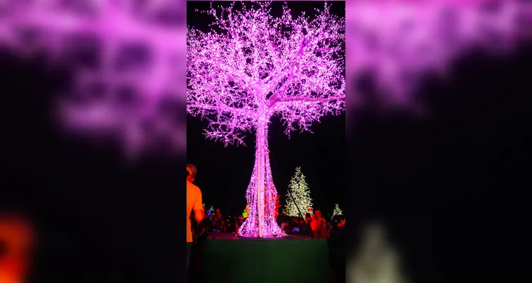 ‘Bosque de Luz’ traz a magia do Natal a Ponta Grossa; veja vídeos