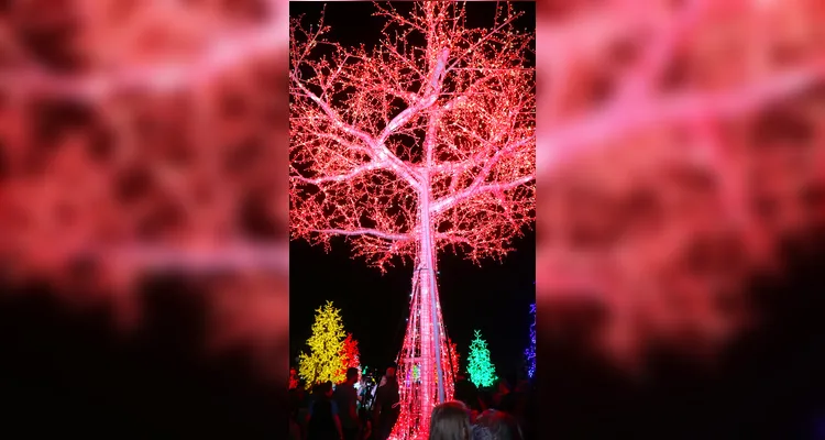 ‘Bosque de Luz’ traz a magia do Natal a Ponta Grossa; veja vídeos