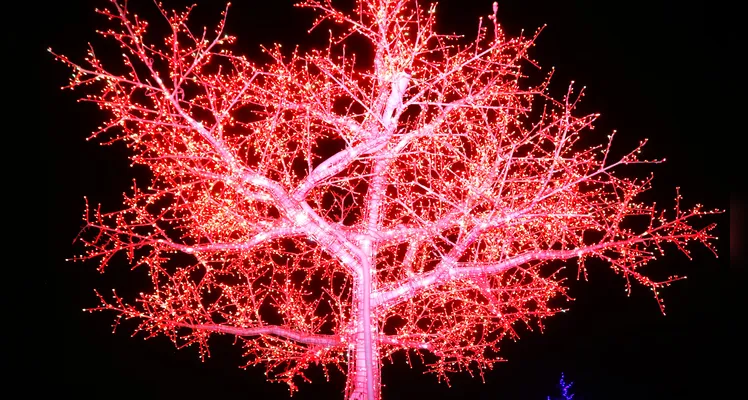 ‘Bosque de Luz’ traz a magia do Natal a Ponta Grossa; veja vídeos