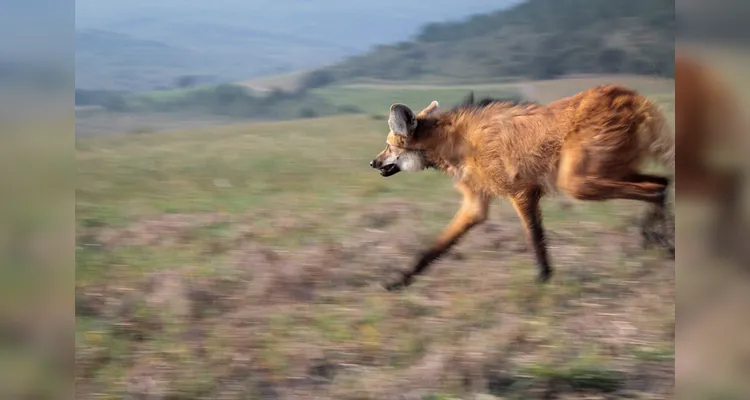 Lobo-guará resgatado é uma fêmea e está saudável.