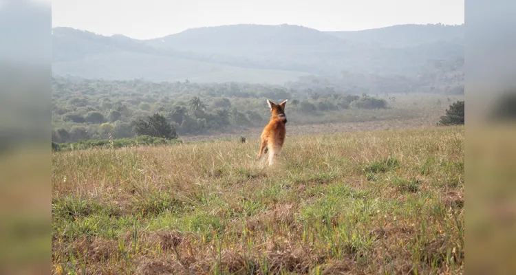 Animal foi solto em uma área de preservação ambiental.