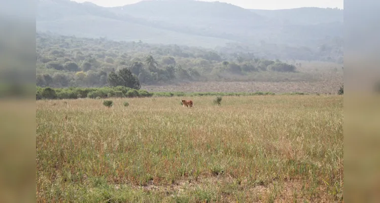 Animal foi solto em uma área de preservação ambiental.