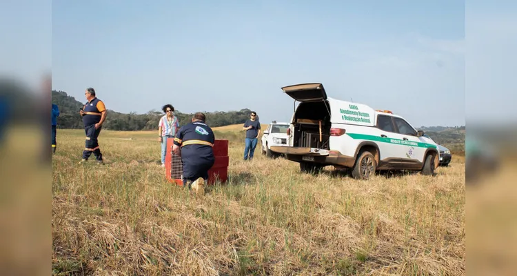 Processo de soltura foi acompanhado pelo IAT e pelo projeto Iniciativa Campos Gerais.