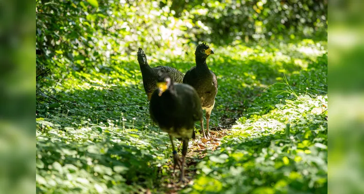 Reserva florestal tem 750 mil hectares.