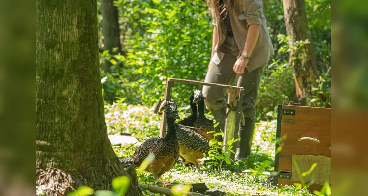 Reserva florestal tem 750 mil hectares.