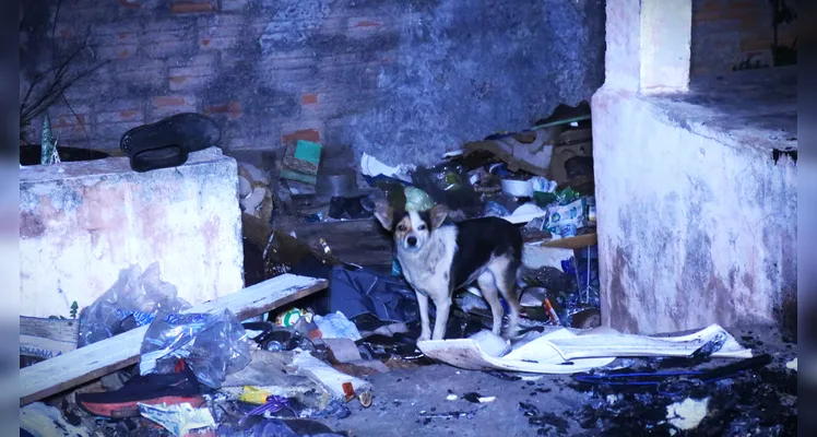 Um cachorro abandonado também foi encontrado no local.