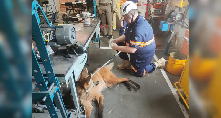 Animal estava dentro de uma sala de manutenções.