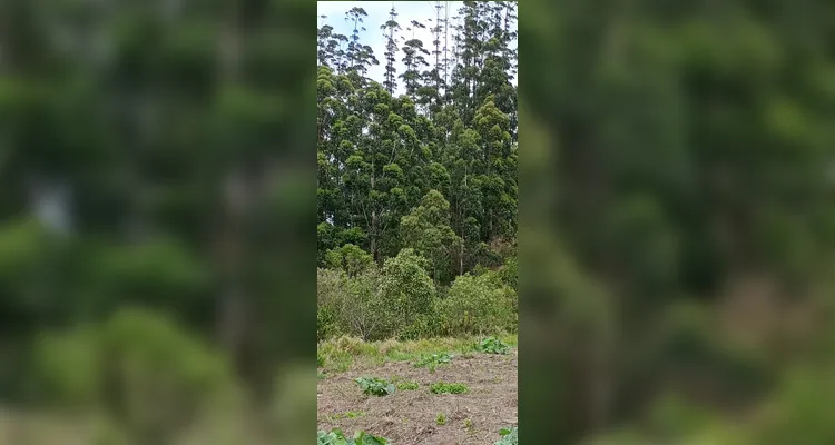 Confira os registros em sala e realizados pelos educandos sobre os tópicos ambientais.