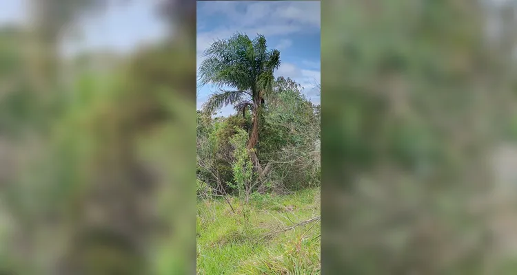 Confira os registros em sala e realizados pelos educandos sobre os tópicos ambientais.