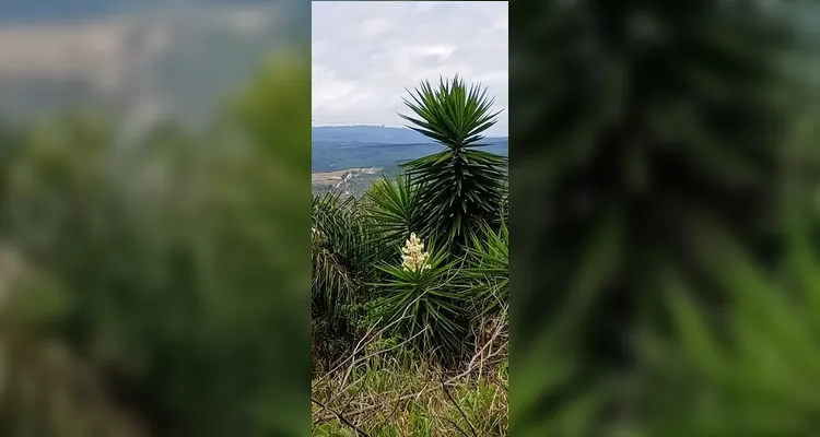 Confira os registros em sala e realizados pelos educandos sobre os tópicos ambientais.