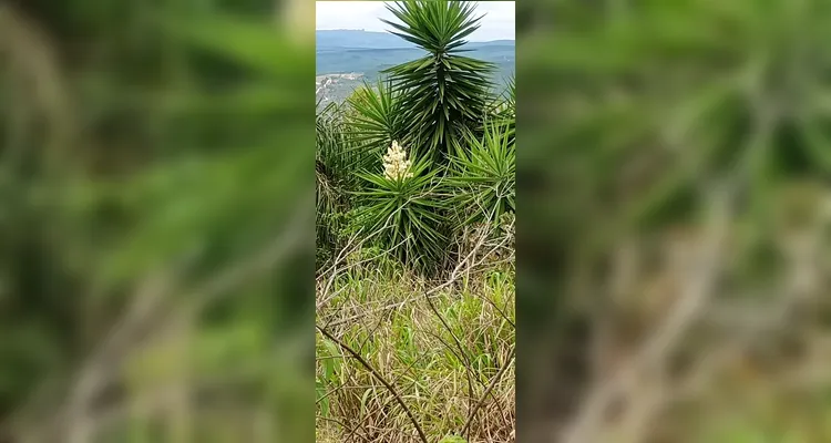 Confira os registros em sala e realizados pelos educandos sobre os tópicos ambientais.