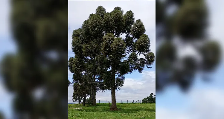 Confira os registros em sala e realizados pelos educandos sobre os tópicos ambientais.