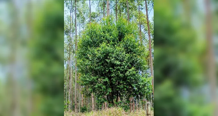 Confira os registros em sala e realizados pelos educandos sobre os tópicos ambientais.