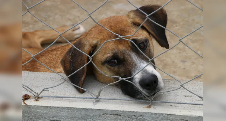 Mais de 40 animais castrados e vacinados aguardam um novo lar