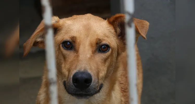 Espaço conta com plantão veterinário.