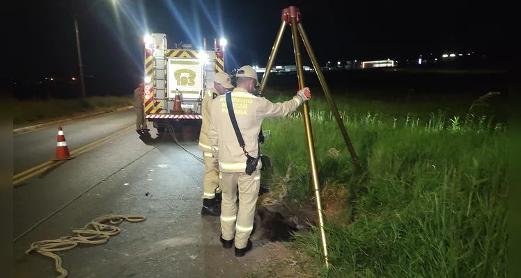 Corpo de Bombeiros tenta içar o animal.